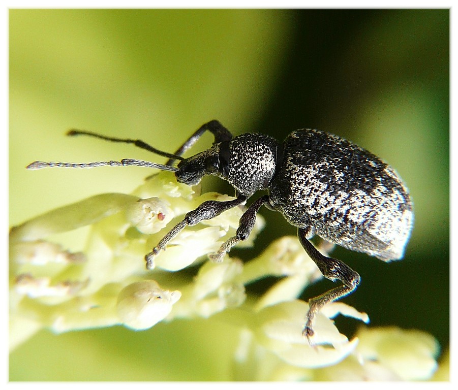 Curculionidae: Otiorhynchus (Nehrodistus) corruptor